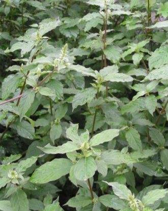 Achyranthes bidentata seeds Ox Knee seeds